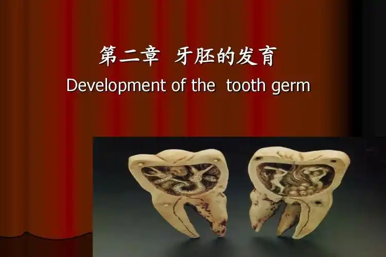 牙胚的发育ppt
