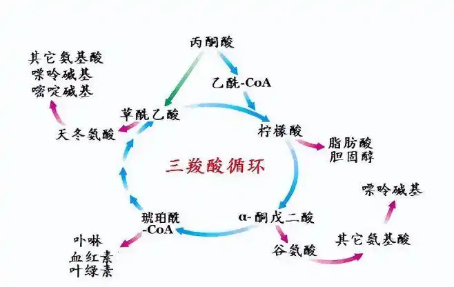 参与各种营养物质的氧化还原反应,通过三羧酸循环,提高肌体对蛋白质的