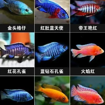 慈鲷热带鱼三湖非洲鱼马雕维雕坦雕杂雕鱼鱼苗鱼