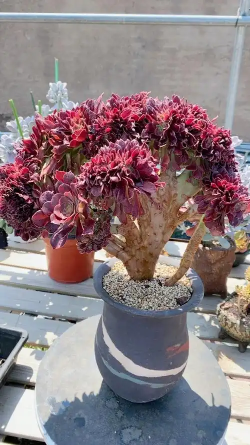 玫瑰法师缀化(冠幅33高26)福利15092!法师季节到了喜欢的赶紧出手吧