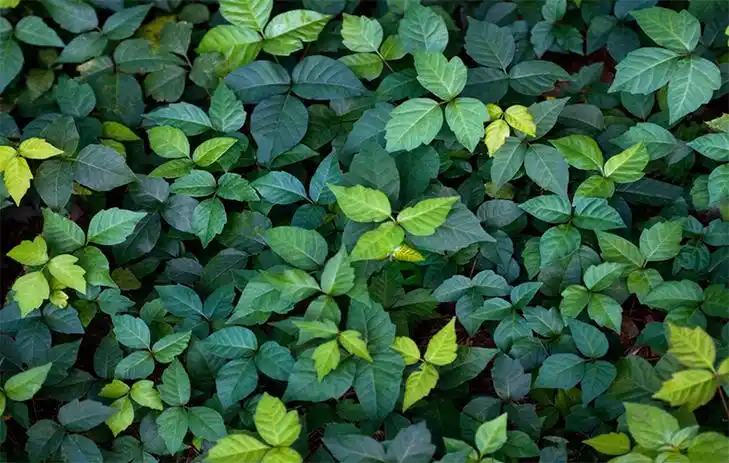 有毒的常春藤灌木丛