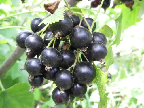 黑加仑,新疆的一种小浆果