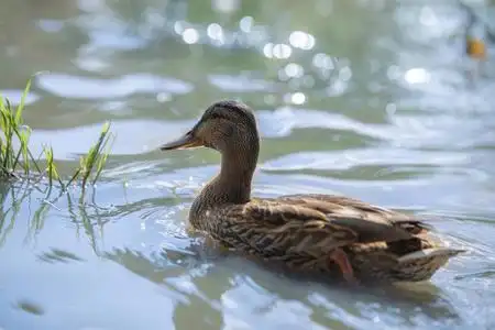 鸭湖泊被遗弃的湖泊上的褐色野鸭照片