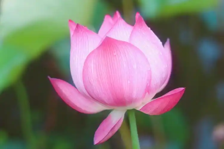 开的正艳的荷花美极了