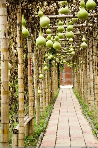 山西曹家大院的后院中,有一条由葫芦架搭成的小道,一路行走,头顶上挂