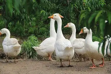 鸡鸭鹅,鸡鸭成群_高清图片_全景视觉