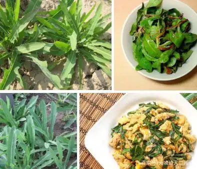 小叶芹,水芹菜,荇菜,大耳朵毛,荠菜,山尖子,茗荑菜(山葱),水荠菜,驴蹄