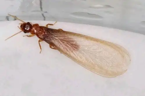 这是什么虫?白蚁?