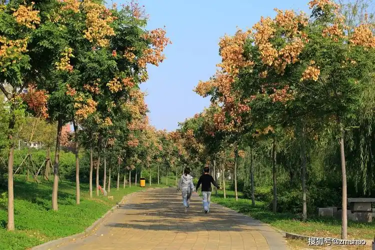 行道树新品种栾树