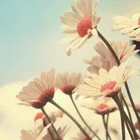 微信图片花草图片大全_微信头像图片大全