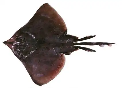 后面长有两条腿的是什么鱼