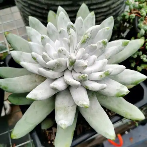 多肉仙女杯yyds永远的神