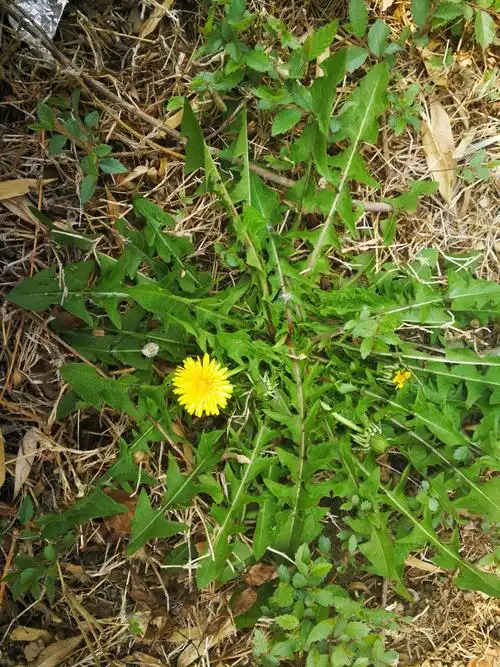 蒲公英——花语