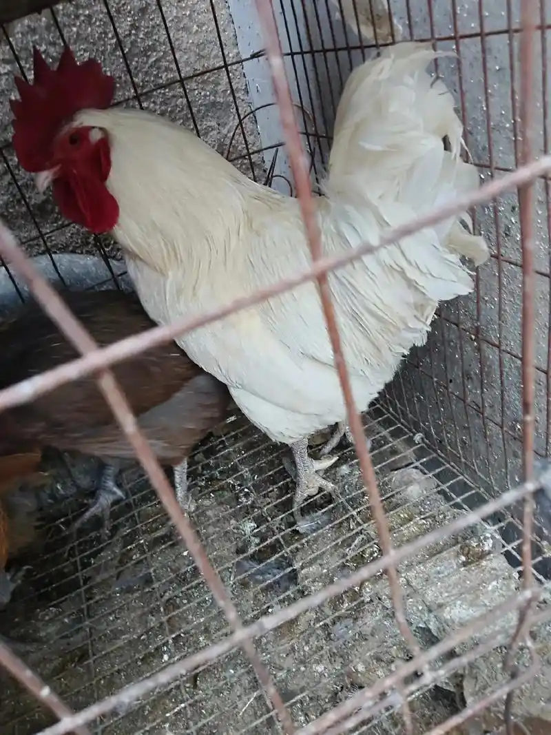 出售两只白公鸡要的联系15264666984 - 抖音