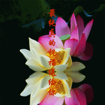 350_350gif 动态图 动图