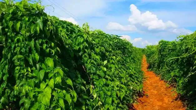 如何悬空种植山药