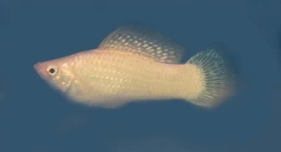 我是不是被骗了,这都什么鱼,看着这么像穿丁鱼哪