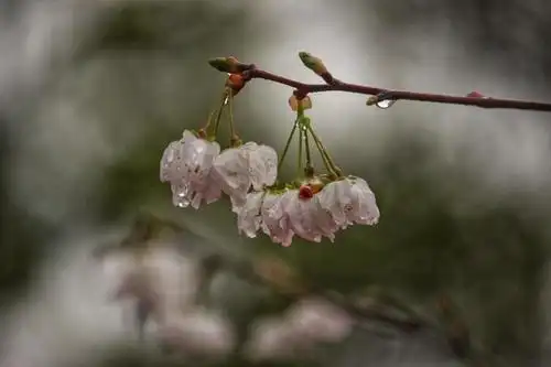 花雨,花语