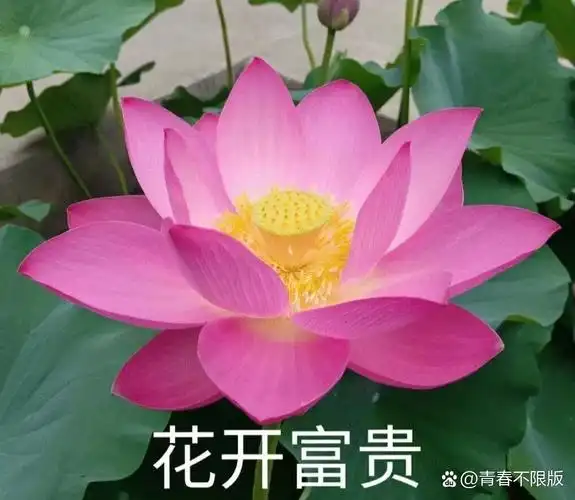 花开富贵系列头像