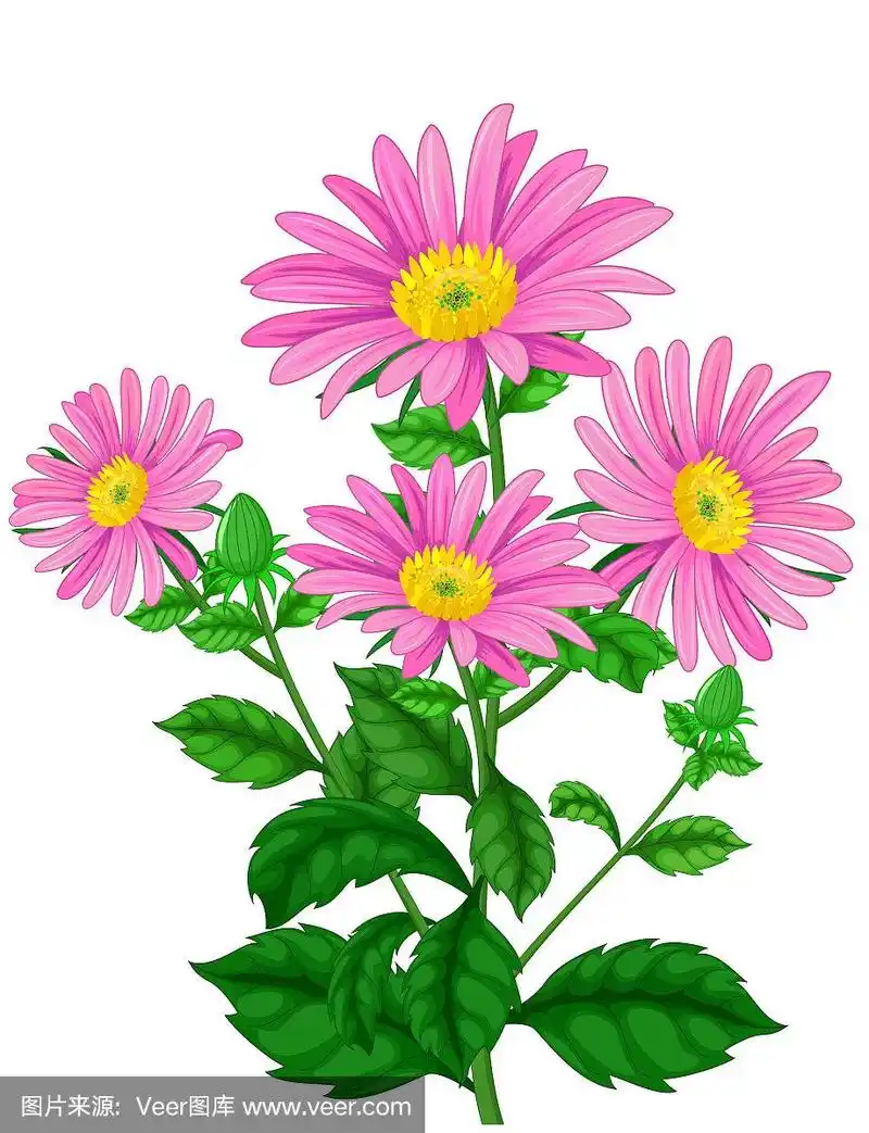 美丽的常春藤花植物卡通