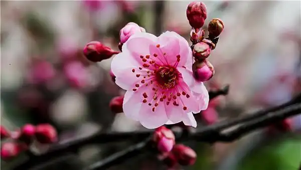 不同颜色的梅花高清大图