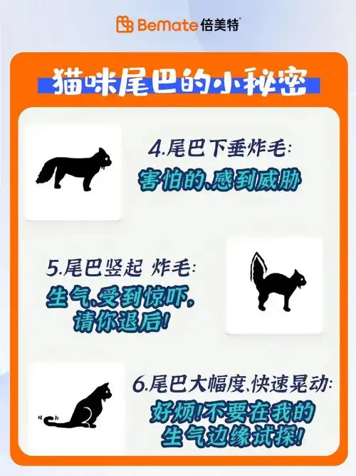 揭秘猫咪尾巴的神秘语言!干货,学会了能够更好地与猫咪沟通,减 - 抖音
