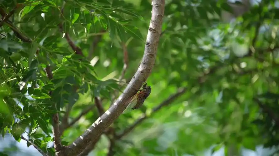 蝉叫,树上蝉,树上知了视频素材,人文艺术视频素材下载,高清3840x2160