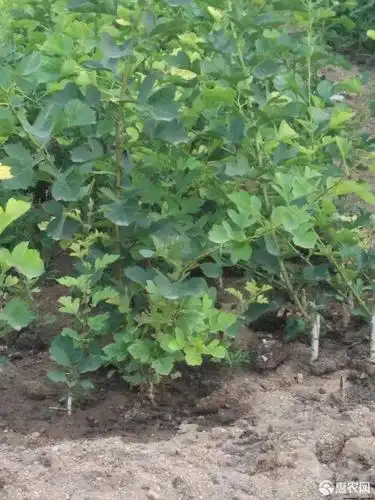 大五棱山楂苗基地直销 现挖现卖 保湿发货