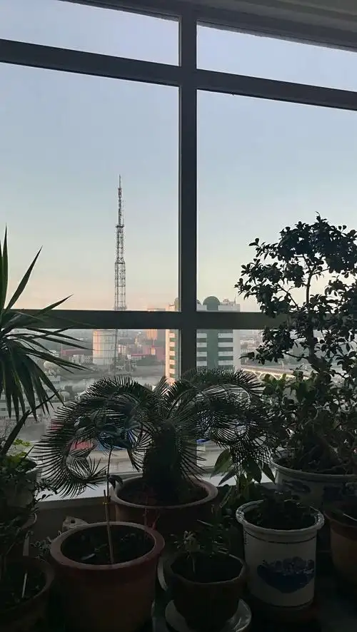 早晨窗外风光/我的手机摄影作品