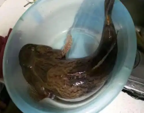 农村野河钓到巨型"虎头鲨",钓友却说不能吃,这是为啥?