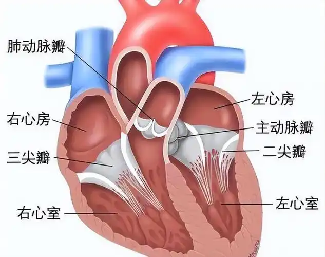 心脏结构的改变:例如心脏室壁或心房扩大.3.