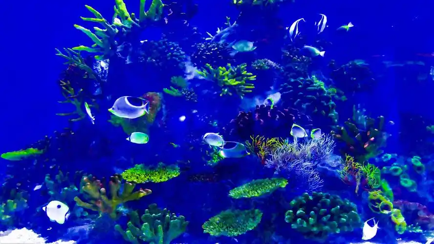 美丽的海洋生物——北部湾海底世界掠影(3)