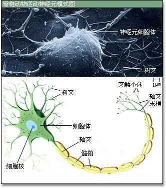 高中生物奥林匹克竞赛辅导专题讲座_专题十三_动物的神经系统
