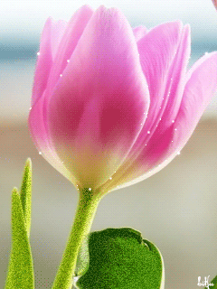 【转载】精美的gif闪动花辑