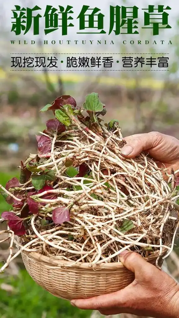 鱼香草折耳根图新片详情视频一套.