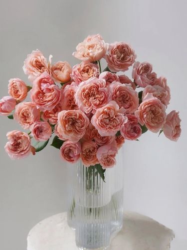 朱莉塔朱丽叶塔肯尼亚进口多头盆栽花苗蔷薇花卉观花月季