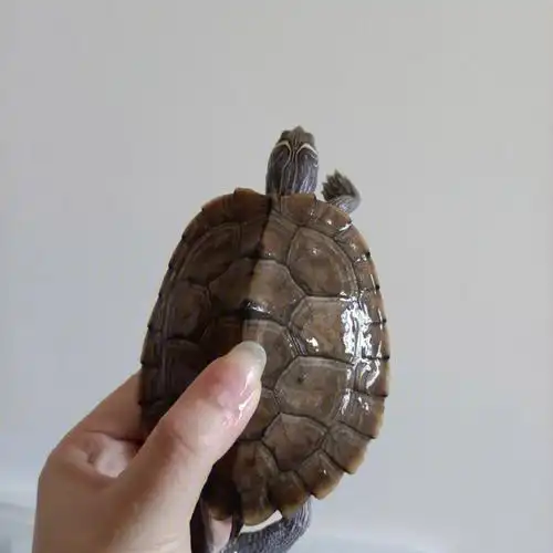 我的地图龟怎么长这么大了