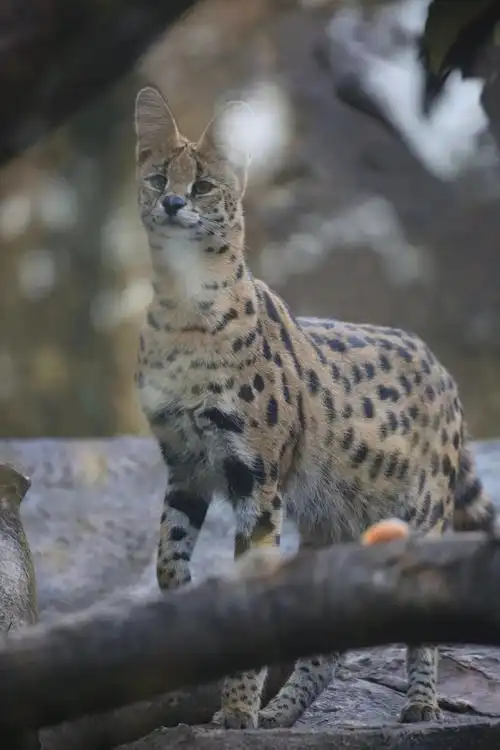 薮猫妞妞减肥记