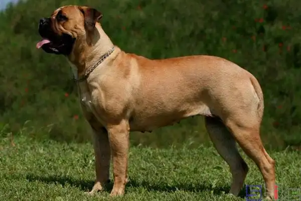 英国獒犬 - 求真百科