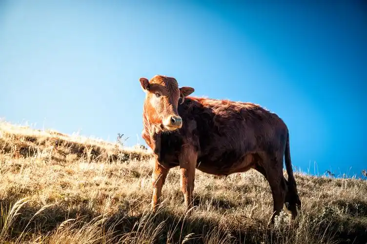 一只牛的肖像-地质哥