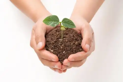 双手细心捧起泥土中的发芽幼苗特写