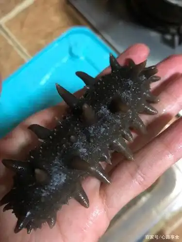 而品质较好的海参鼻子闻起来有海鲜特殊的海腥味,没有其他明显异味