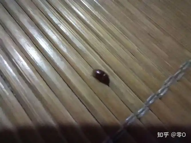 请问这是什么虫子,长度2毫米左右,小椭圆形深褐色偏黑,会飞会装死.