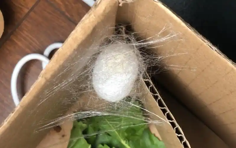 用osmo pocket拍下的蚕的结茧过程