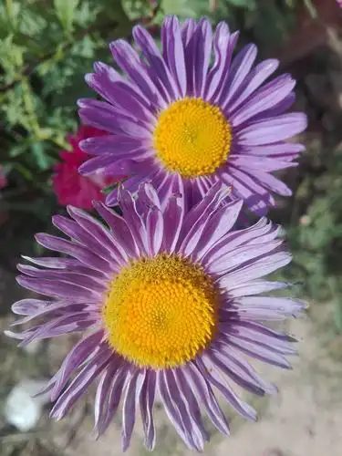 紫菊,两种不同的紫色菊花.