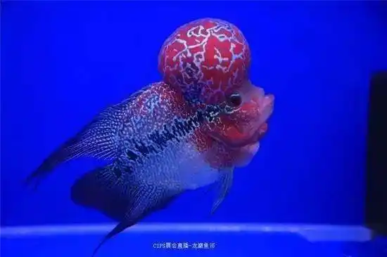 钓鱼网_技巧_视频_野钓_海钓_路亚_饵料配方_钓鱼人的网站