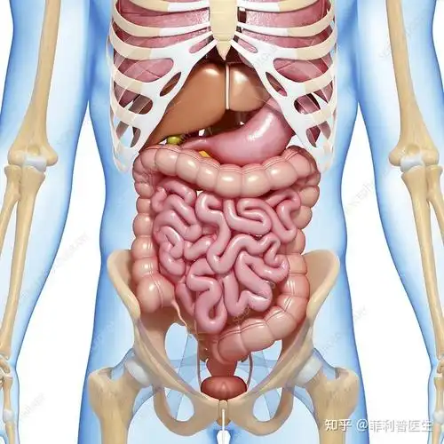 为什么人体的肝在右侧,胃在左侧,脾在更左? - 知乎