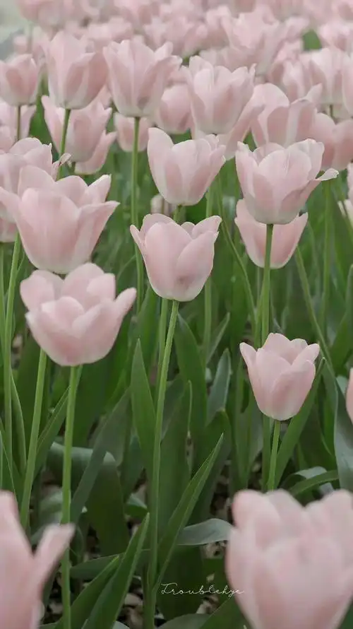 壁纸丨小清新简约ins风手机壁纸|ins|壁纸|小清新_手机网易网