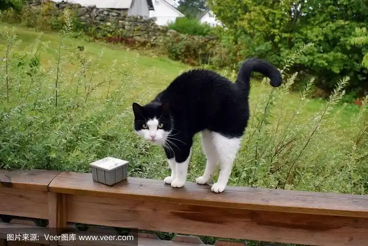 一只白鼻子白腿的黑猫正坐在木栏杆上.