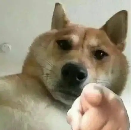 (狗狗指人表情包)_指人_狗狗表情
